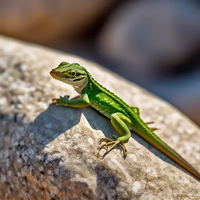 Ящерица зеленая Lacerta viridis ? - YouTube