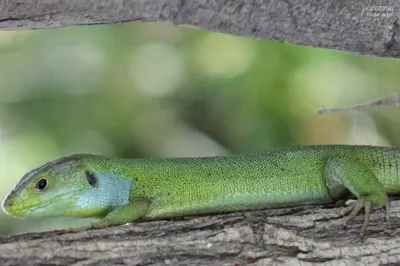 Зеленая ящерица / Lacerta viridis / European green lizard … | Flickr