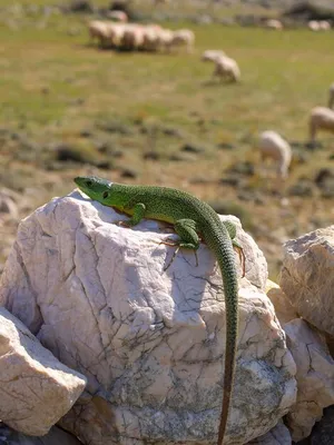 Colorful - Reptiles - Macroclub.org