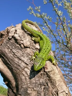 Европейская Зеленая Ящерица Lacerta Viridis Чешский — стоковые фотографии и  другие картинки Зелёные ящерицы - настоящие ящерицы - iStock