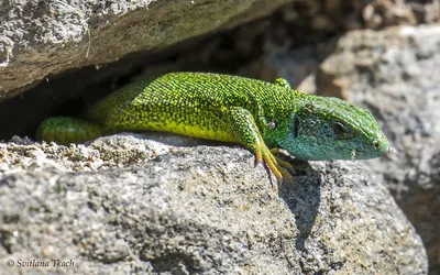 Прыткая ящерица (Lacerta agilis)