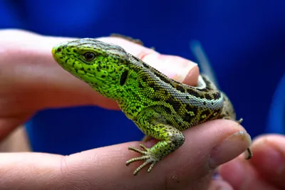 Чем отличаются ярко зеленые ящерицы от других, рассказали специалисты  Хоперского заповедника