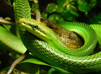 Зеленая змея фото