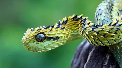 🧡 Зелёная змея с изумрудными …» — создано в Шедевруме