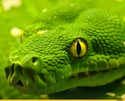 50 фото восхитительных змей » BigPicture.ru