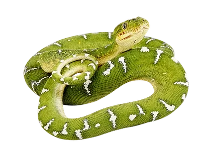 Плетевидная змея зеленая - Ahaetulla prasina (M)