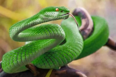 Зеленая змея обои - 53 фото