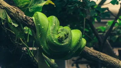 Королевская змея 🐍 зелёная змея,…» — создано в Шедевруме