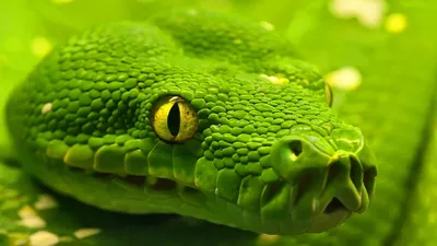 зеленая змея зелёная змея зеленая Стоковое Изображение - изображение  насчитывающей ладонь, биометрии: 267876969