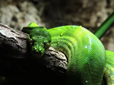 Ядовитая Зеленая Змея — стоковые фотографии и другие картинки Азия - Азия,  Без людей, Ветвь - часть растения - iStock