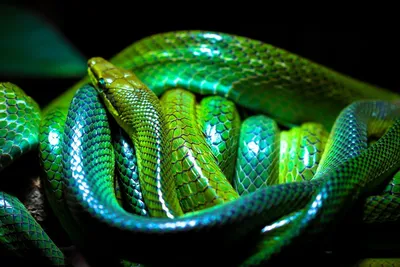 зелёная змея иллюстрация штока. иллюстрации насчитывающей охотник -  277632348