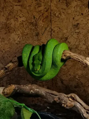 Зеленая змея отдыхает на ветке в джунглях. | Премиум Фото