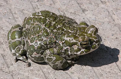 Земляная жаба фото