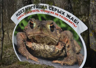 Внимание! Продолжается весенняя миграция жаб и других амфибий через дороги  - ГКУ «Дирекция особо охраняемых природных территорий Санкт-Петербурга»
