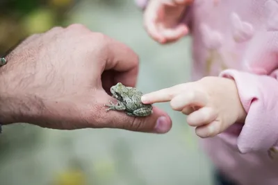 Что будет, если потрогать жабу: можно ли трогать жаб и лягушек руками