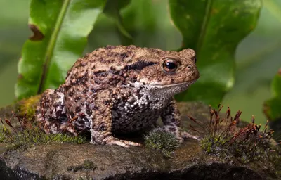 Виды жаб: от тропических лесов до саванн» — создано в Шедевруме