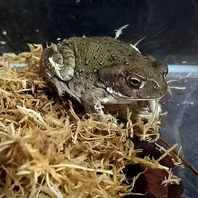 Фиолетовая жаба: необычное существо тропического леса» — создано в Шедевруме