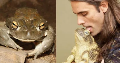 ЧЕМ отличается ЛЯГУШКА от ЖАБЫ, вы точно не знали это о жабе - YouTube