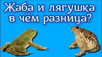 Помогаем жабам и другим земноводным перейти через дорогу! - ГКУ «Дирекция  особо охраняемых природных территорий Санкт-Петербурга»