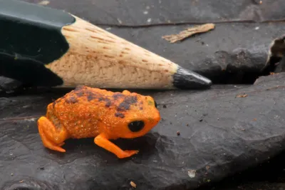 It's Wednesday My Dudes: почему по средам публикуют жаб