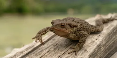 Жаба и лягушка — в чём разница? 11 Отличий - YouTube