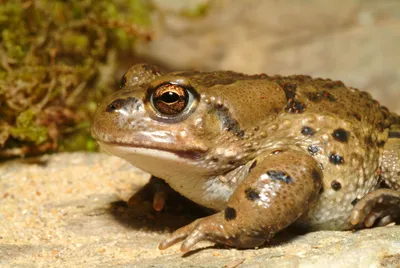 Крошечные бразильские жабы не умеют приземляться из-за размеров внутреннего  уха