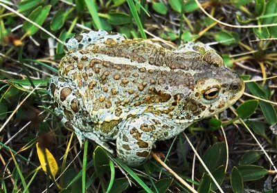 Биологи разрешили самцам жаб-арлекинов сидеть на самках 138 дней