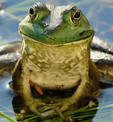 Что будет, если потрогать жабу - Лайфхакер