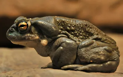 Исполинская жаба с плюшевым характером. Suriname Giant Marine Toad. -  YouTube