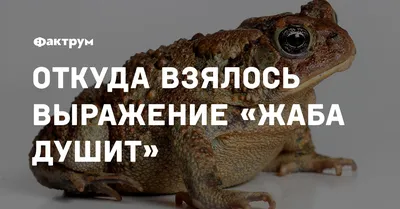 История выражения «душит жаба» 🐸 — Наталия Михалина на TenChat.ru