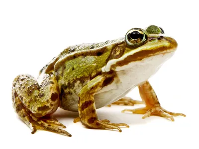 🐸 Эта жаба душить не будет 😉⠀Купите себе собственную бурую жабу!⠀ У нас в  наличии есть жабки среднего размера, отлично питающиеся и… | Instagram
