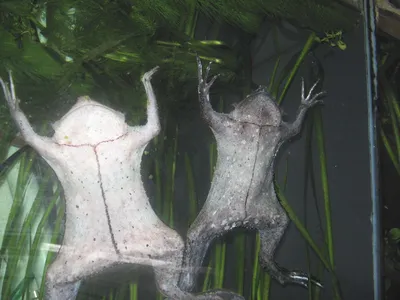 Суринамская пипа: Инкубация жабок внутри спины матери. Эта амфибия похожа  на чудной эксперимент пришельцев | Книга животных | Дзен