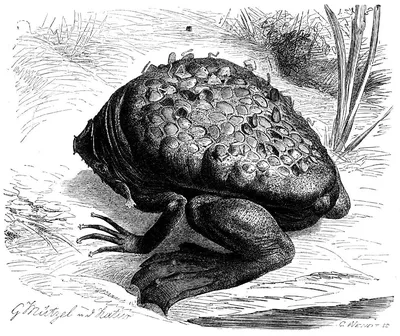 Пипа жабы/пипы Суринам стоковое изображение. изображение насчитывающей жаба  - 28311183