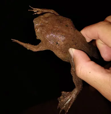 Суринамская жаба - 67 фото