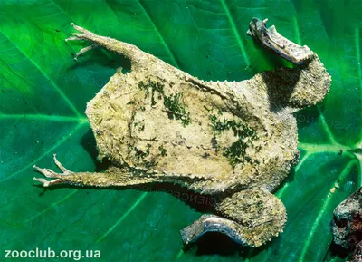Суринамская пипа (лат. Pipidae) – Интересные животные