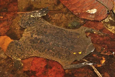 Суринамская жаба - 67 фото