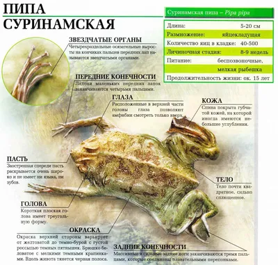 Лягушки, которые выглядят как плод чьего-то богатого воображения