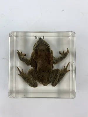Будова жаби - Жаба Ропуха Купити через Тендер чи по Договору з Доставкою на  Навчальний Стандарт