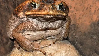 В Австралии нашли самую большую жабу: ядовитый монстр шокировал своими  размерами (фото) — УНИАН