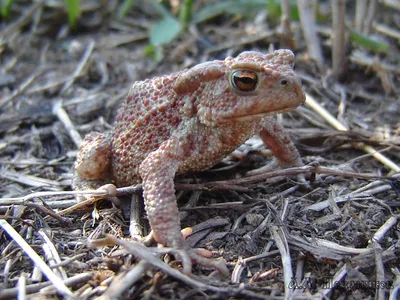 Жаба ага: опис жаби ага, все про живу природу – читайте на Exomania