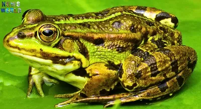 🐸 Вона нікого не душить: все, що ви хотіли знати про жаб Дністра, але не  знали у кого запитати – Путівник з відпочинку на Дністрі