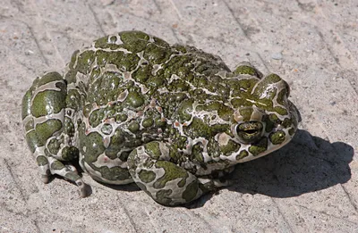 File:Bufo viridis.jpg - Wikipedia