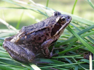 Африканська риюча жаба: опис опис африканської риючої жаби, все про живу  природу – читайте на Exomania