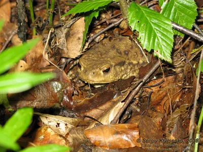 File:Жаба озерна (Pelophylax ridibundus) у річці Лопань, Харків 01.jpg -  Wikimedia Commons