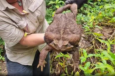 Жабозілла\": в Австралії впіймали очеретяну жабу рекордних розмірів. Фото -  МЕТА
