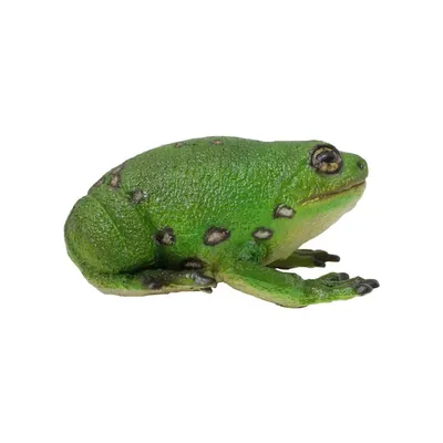 К чему снится жаба: толкование снов про жабу