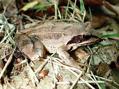 Європейська Деревна Жаба Hyla Arborea Сидить Брамблі Rubus Буш Лісі —  Стокове фото © henk.bogaard@planet.nl #399199588