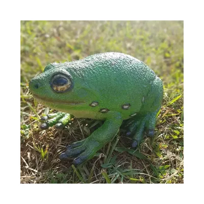Гигантская жаба ага, сухопутная лягушка жаба: 1 200 грн. - Інші тварини  Київ на Olx