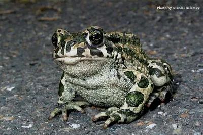 Зеленая жаба Bufo viridis - Герпетофауна Поволжья