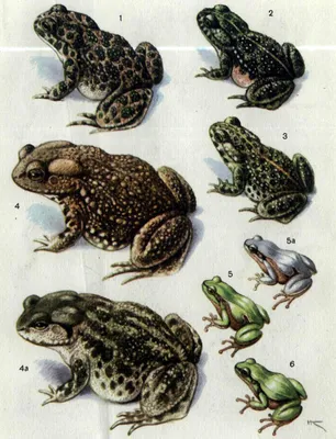 зеленая жаба стоковое фото. изображение насчитывающей бело - 1369606